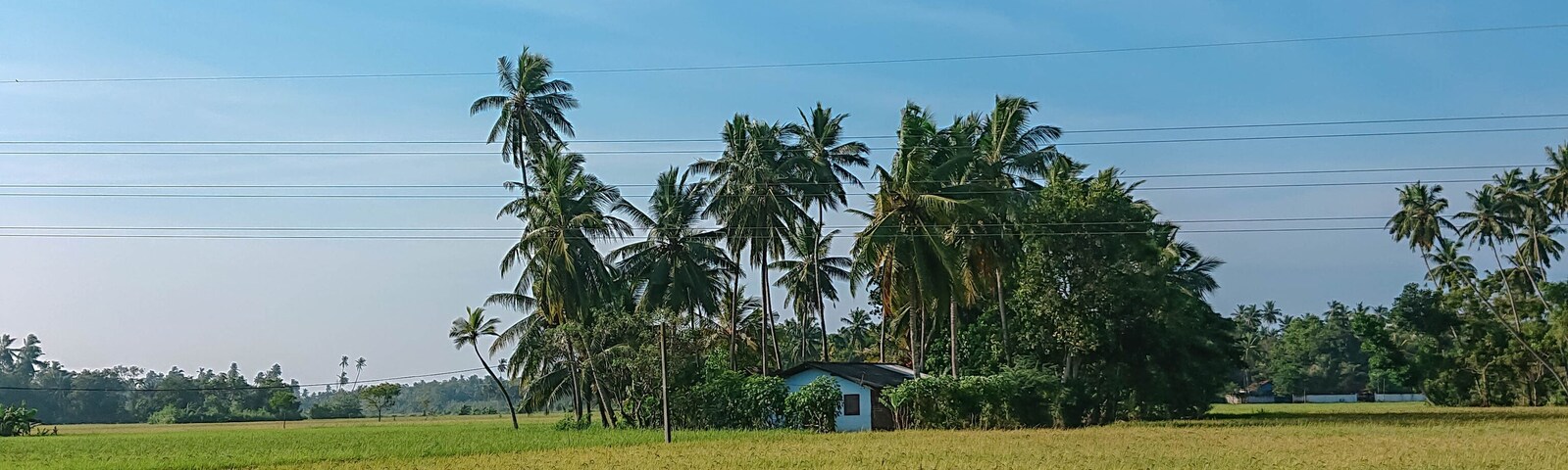 Tranquil Life Amid the Greens: A Glimpse of Weerawila’s Village Charm