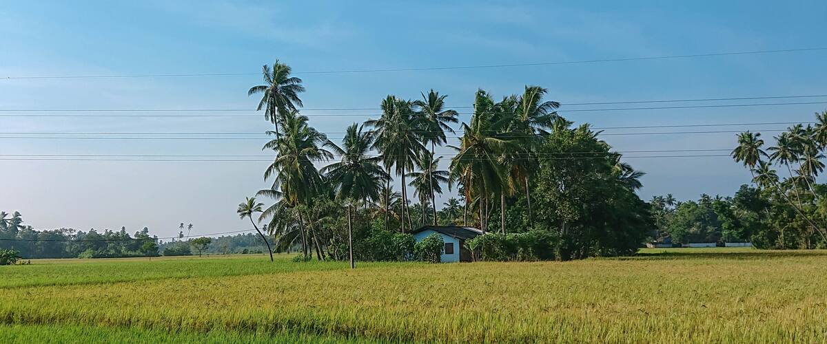 A lush green rice field with a small blue house and palm trees in the background.
