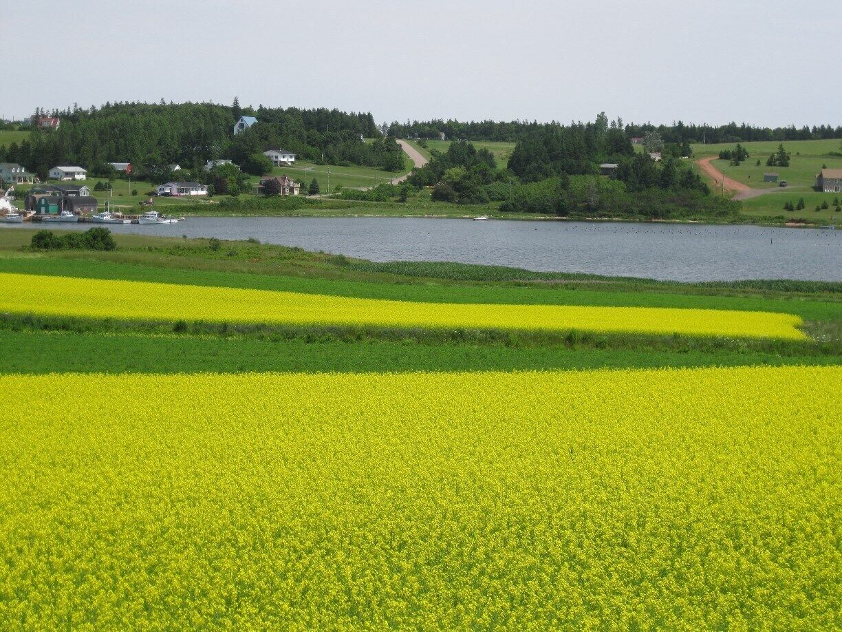 Canola in full bloom near New Glasgow, PEI.