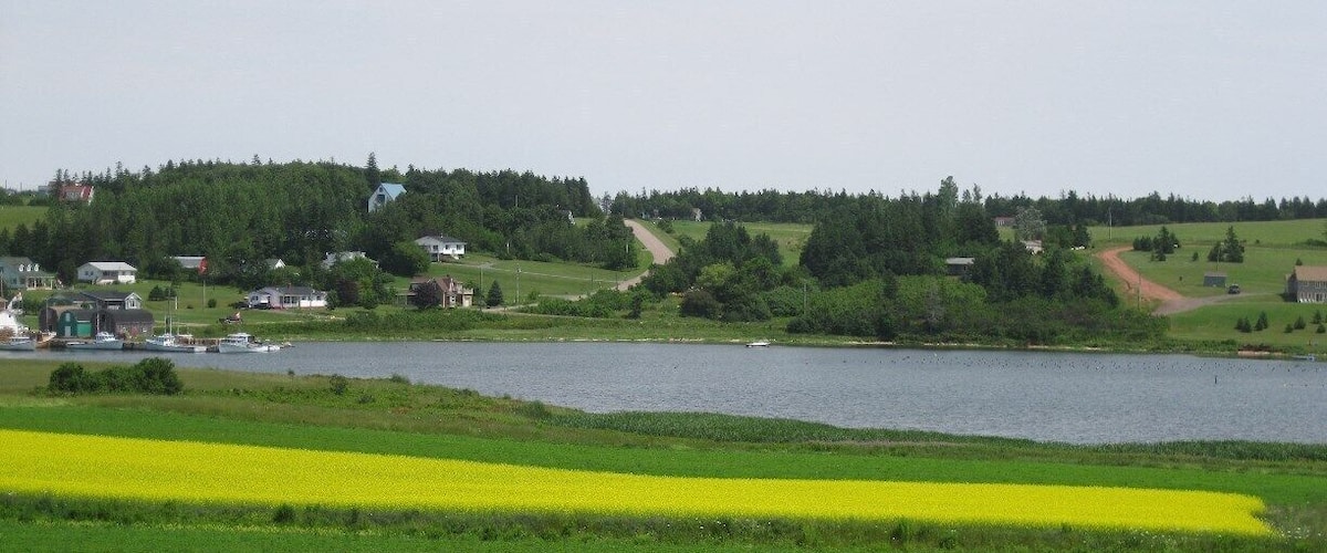 Canola in full bloom near New Glasgow, PEI.