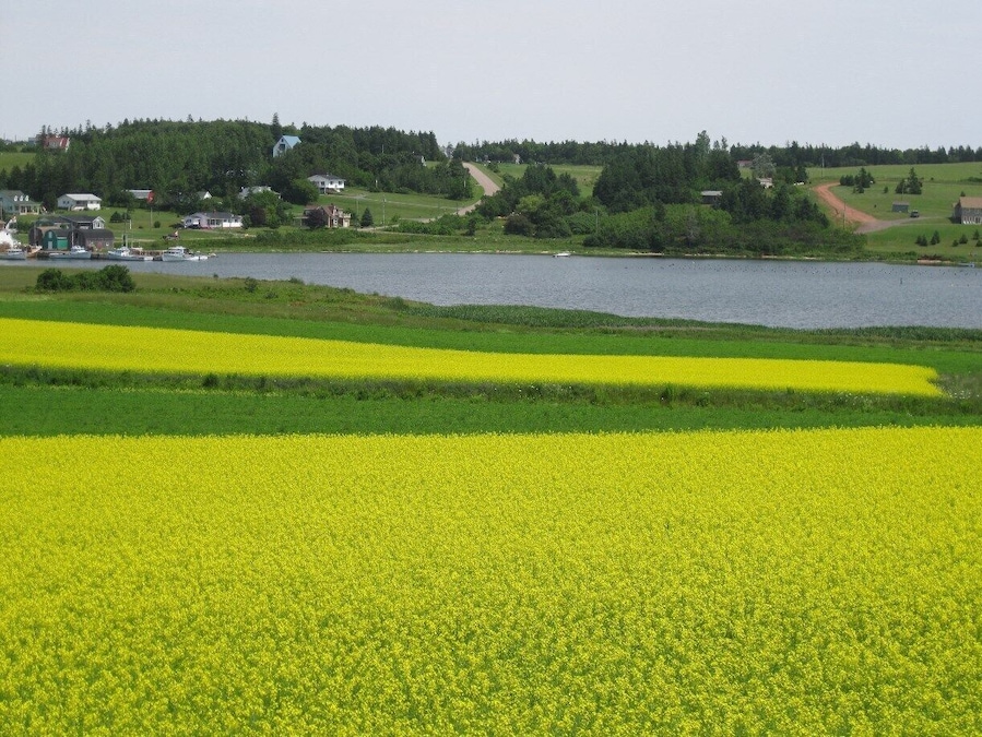 Canola in full bloom near New Glasgow, PEI.