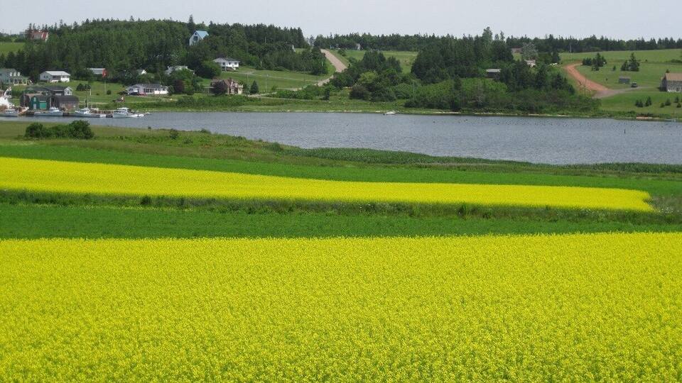 A river with a bridge, fields of yellow flowers, and a forested hill in the background.