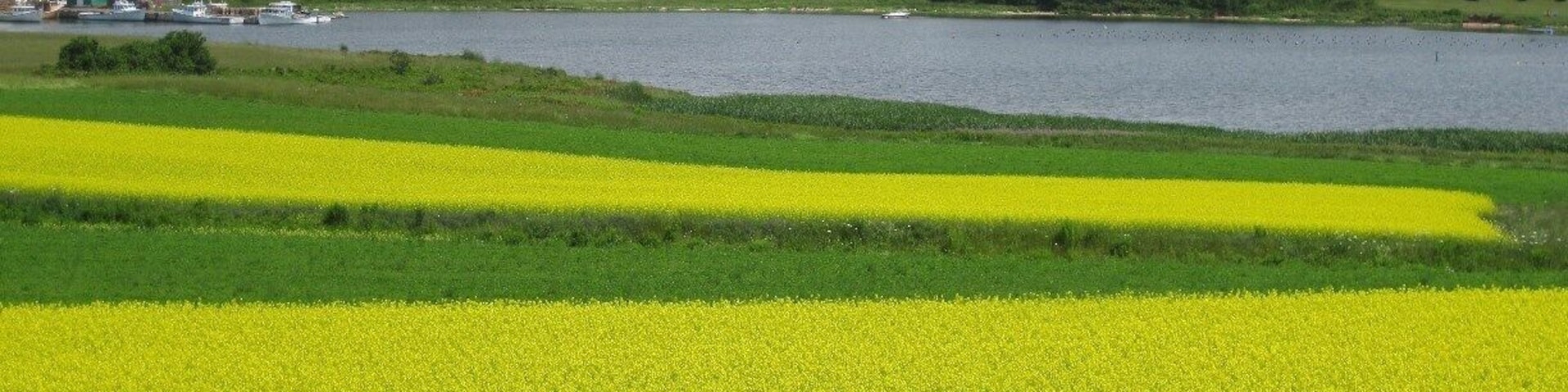 Canola in full bloom near New Glasgow, PEI.