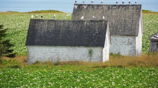 Gulls enjoy a view across the Northumberland Strait to Nova Scotia, from the Cape Bear/Shore Rd area. #roadtrip