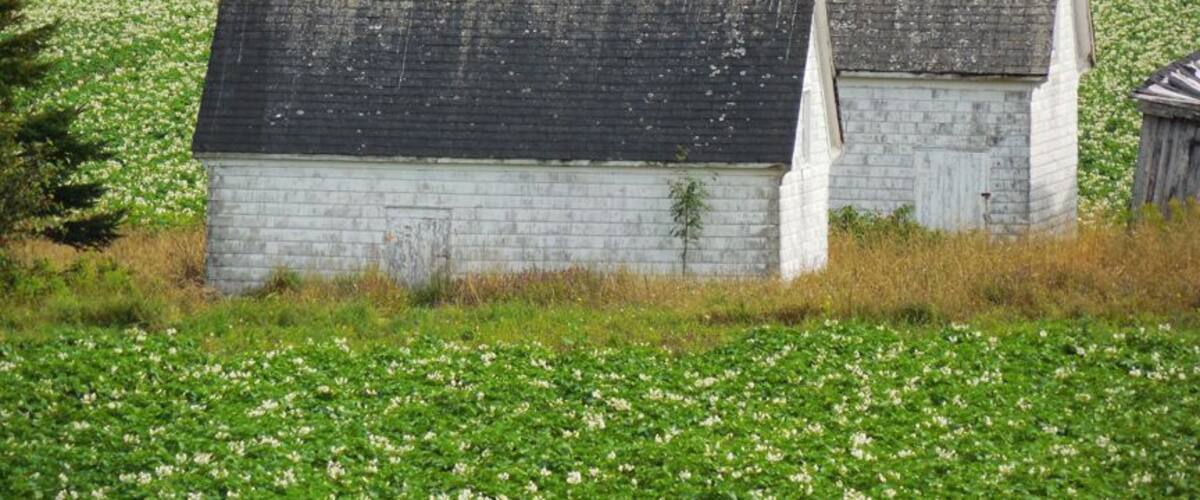 A small white building with a steep roof, surrounded by a field of white flowers, and a body of water in the background.