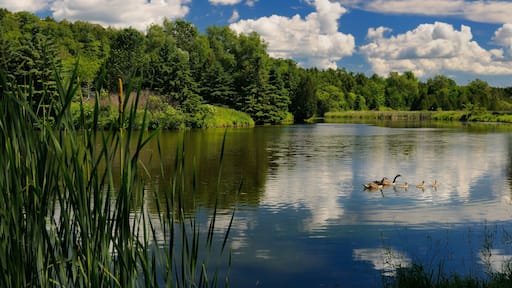 Family of Canada Geese with goslings on Needlers Mill pond in Millbrook Ontario