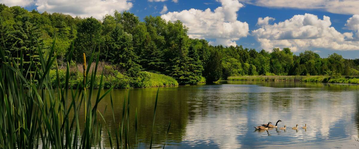 A calm lake surrounded by lush greenery and trees.