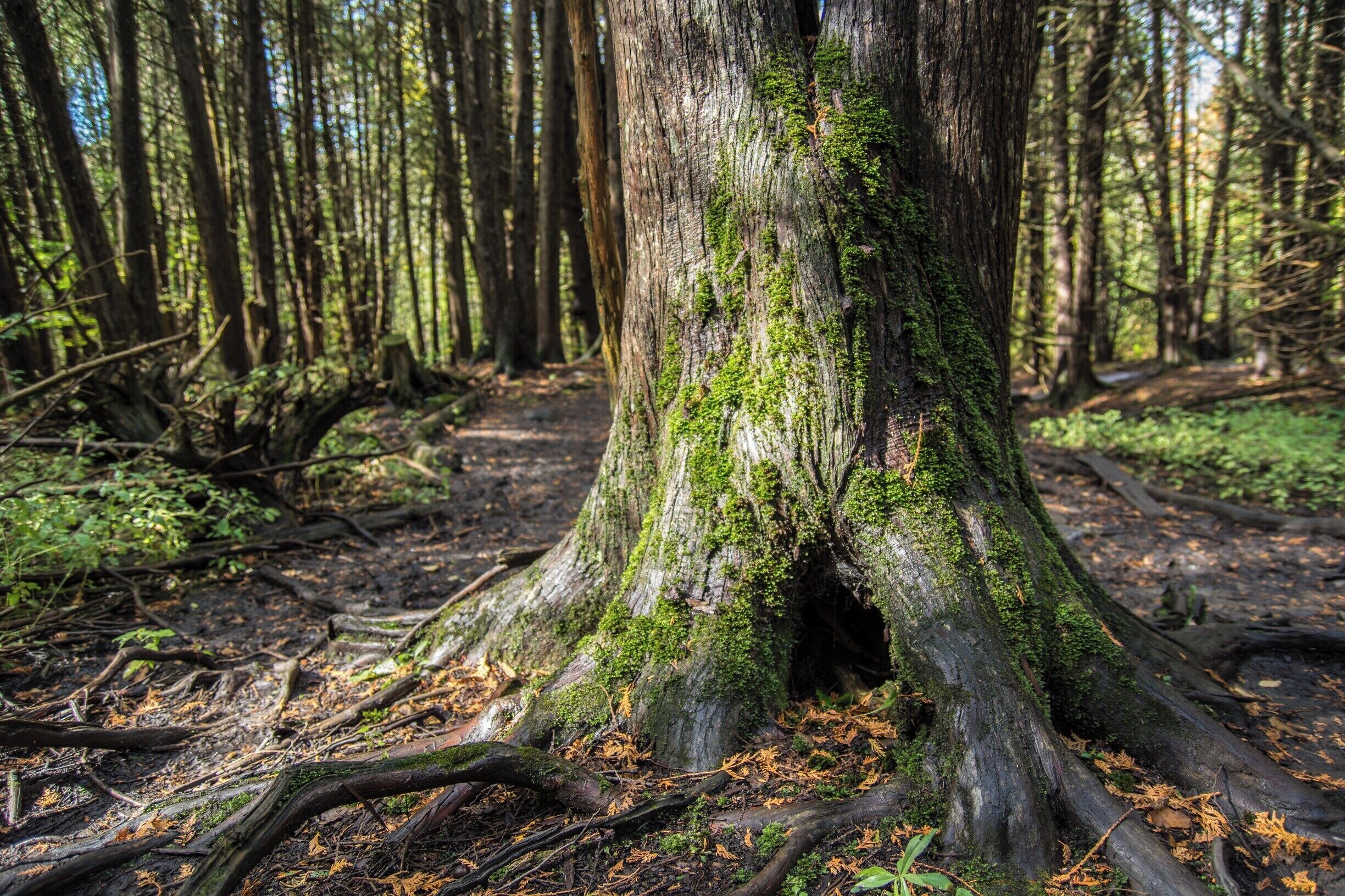 Very cool trails shot and easy going