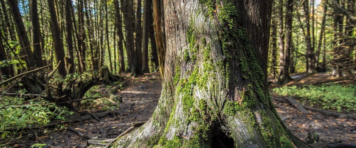 Very cool trails shot and easy going