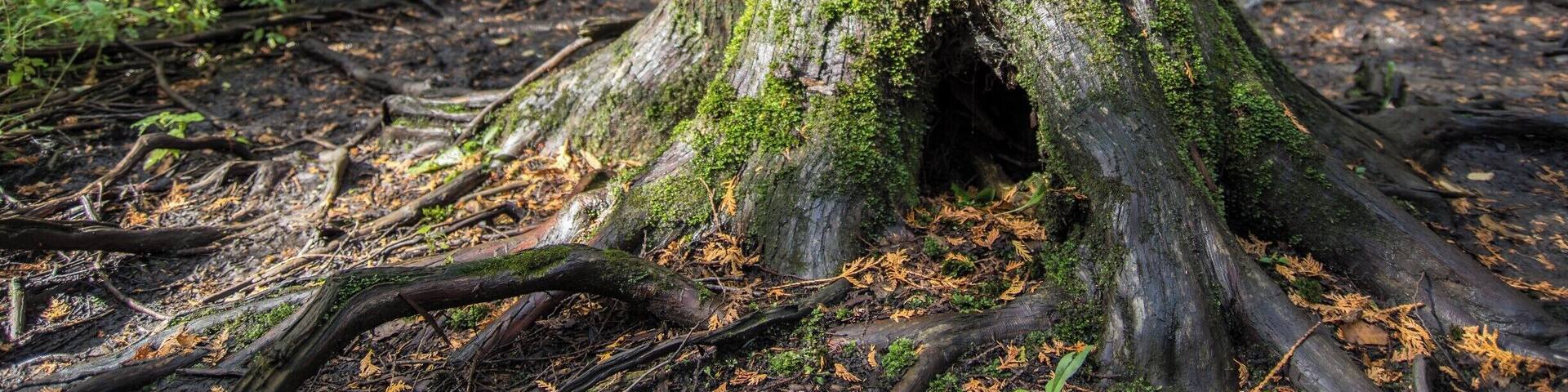 Very cool trails shot and easy going