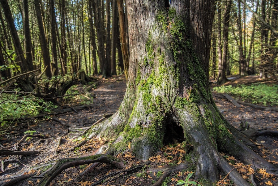 Very cool trails shot and easy going