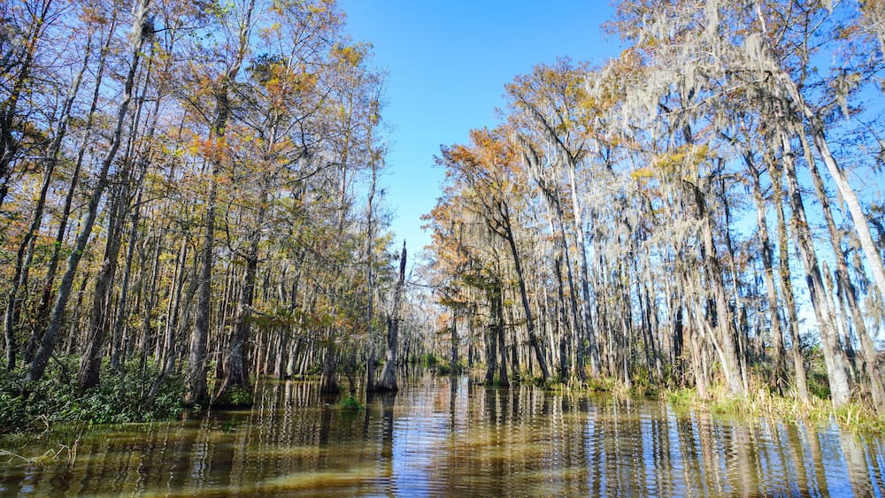A cypress swamp in the southern part of Louisiana.