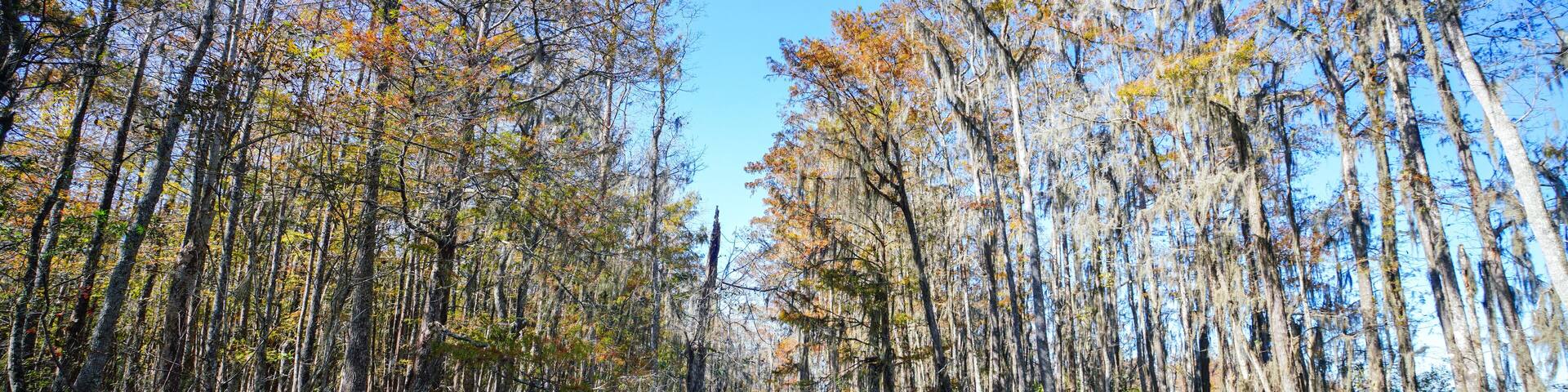 A cypress swamp in the southern part of Louisiana.