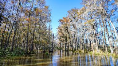 A cypress swamp in the southern part of Louisiana.