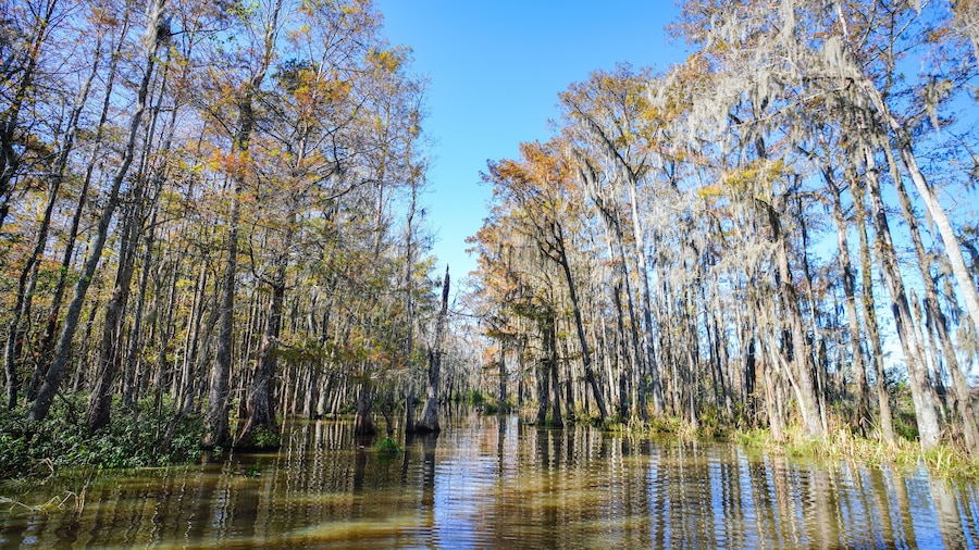 A cypress swamp in the southern part of Louisiana.