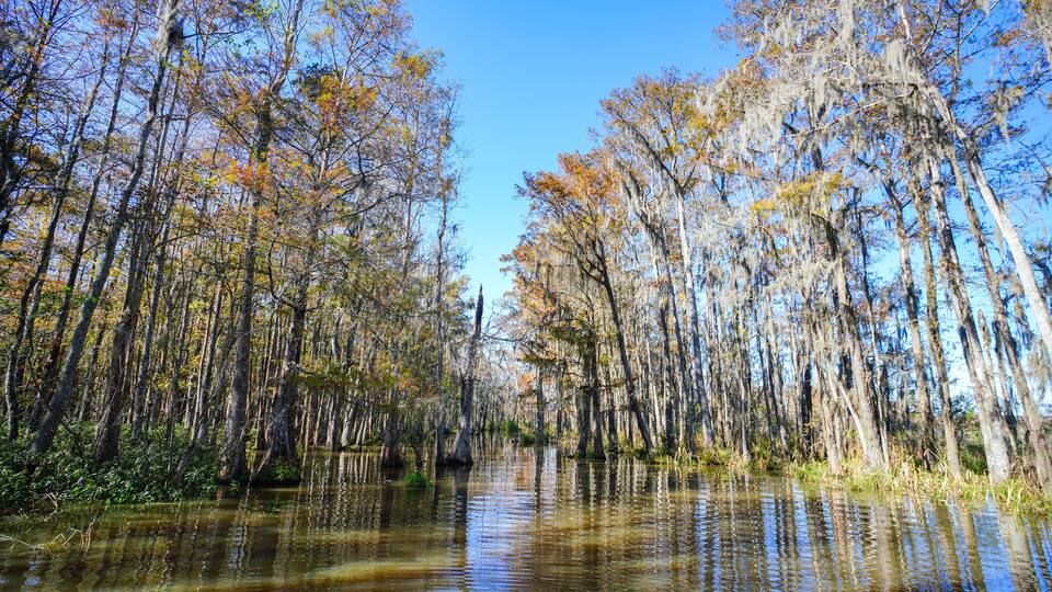 A cypress swamp in the southern part of Louisiana.