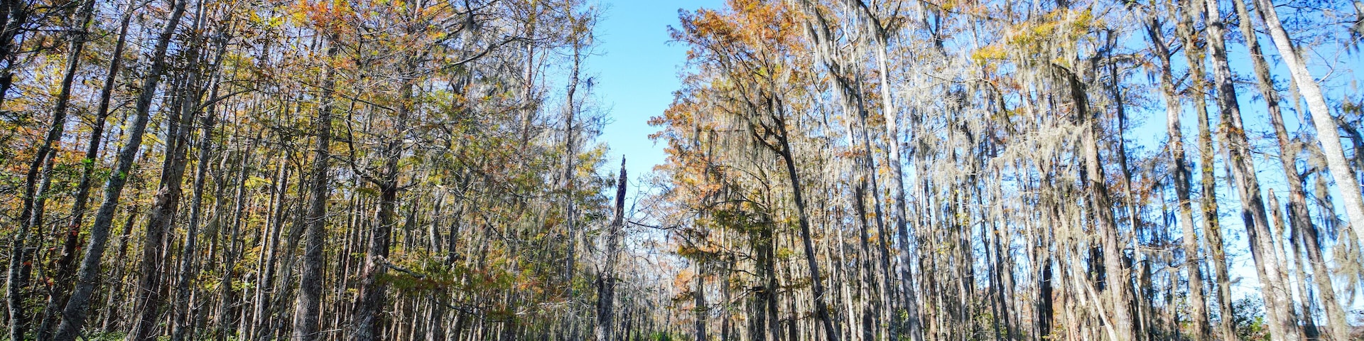 A cypress swamp in the southern part of Louisiana.