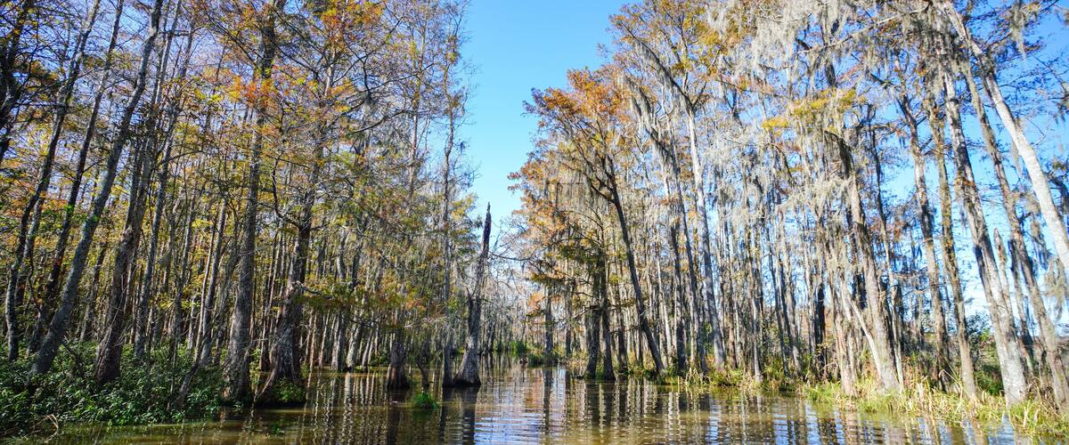 A swampy area with tall trees and a calm water body.