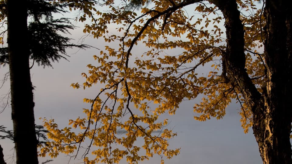 A wooden dock extending into a calm body of water, surrounded by trees with autumn leaves.