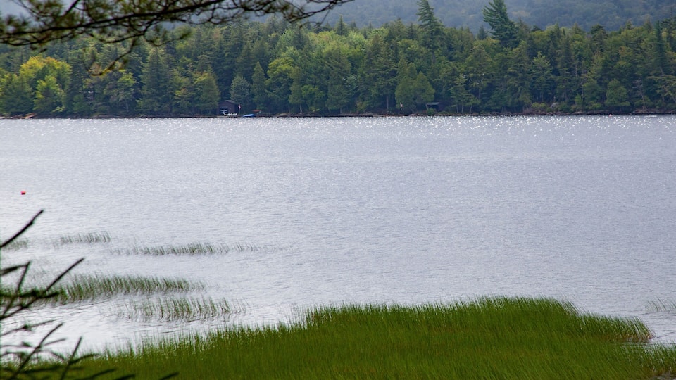 A calm lake surrounded by dense forest.