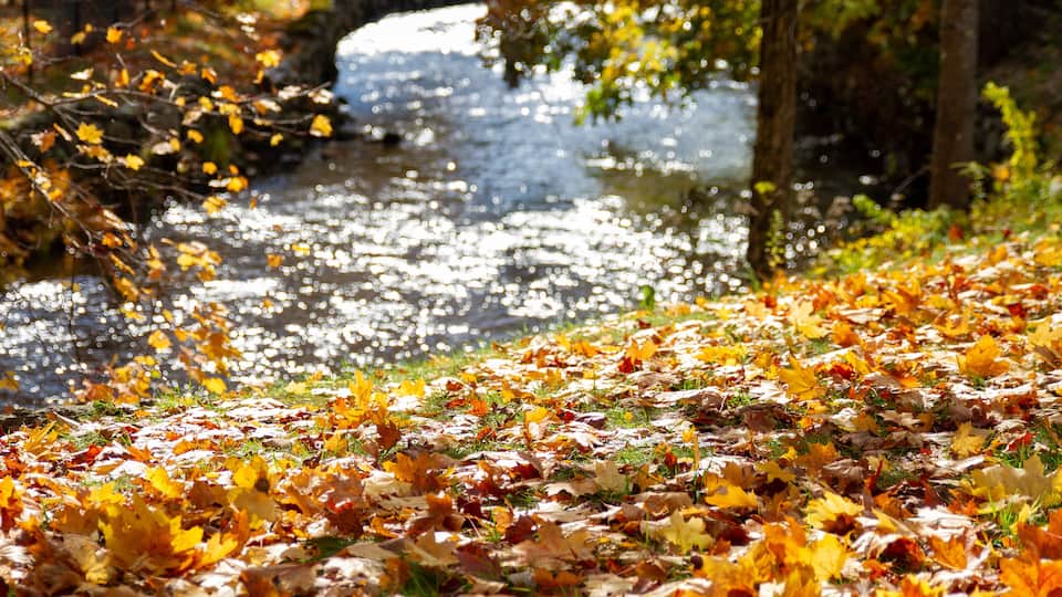 A stream with autumn leaves and a stone bridge.