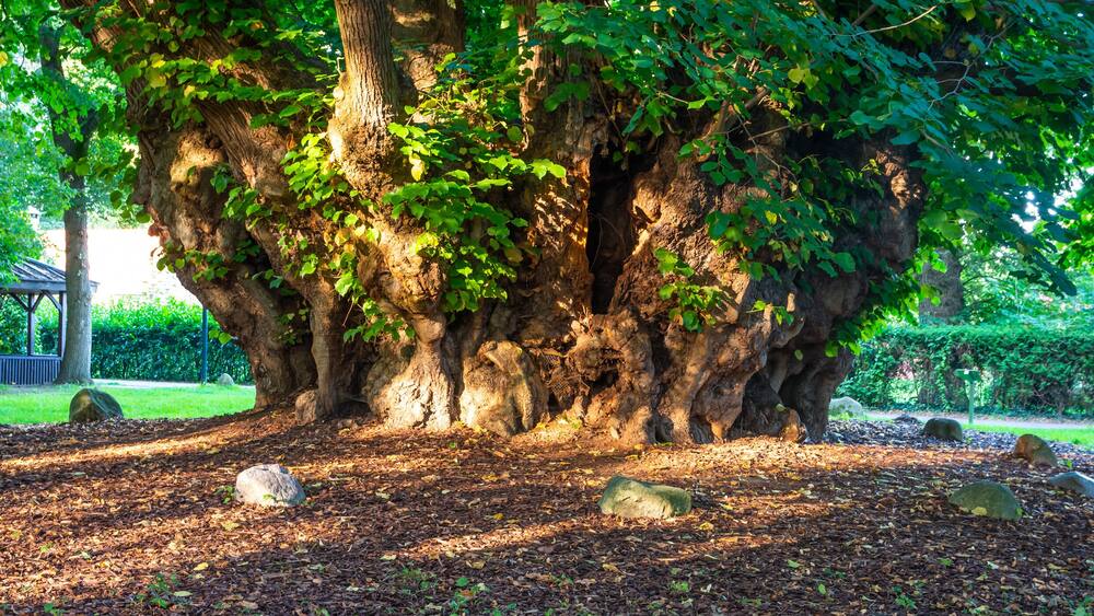 Trunk of Millennial Lime Tree of Heede, Germany