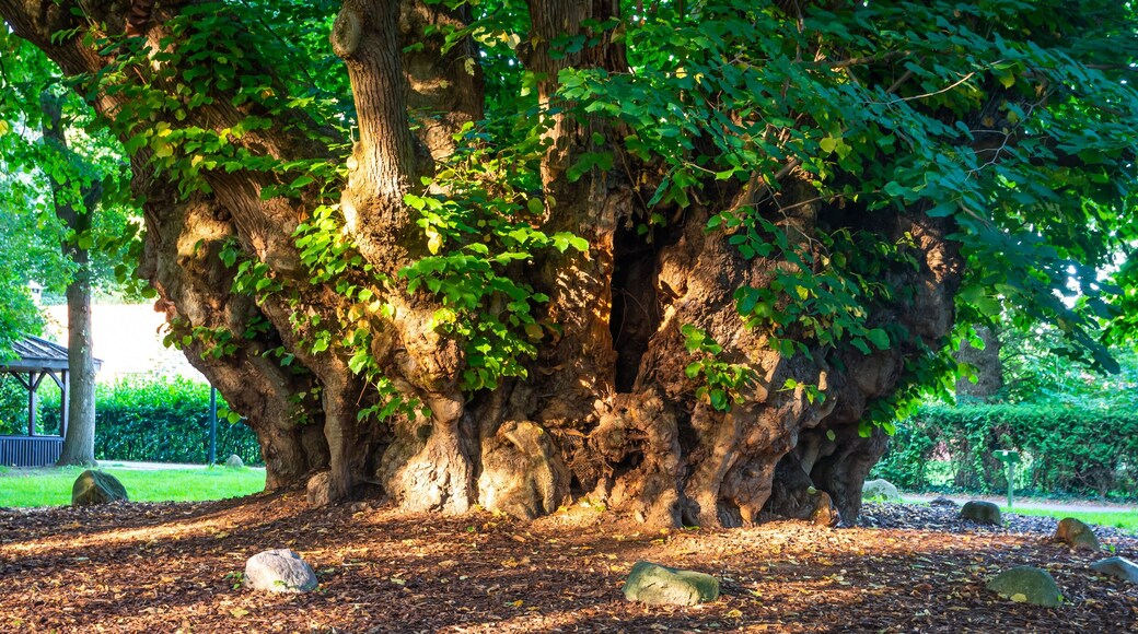 Trunk of Millennial Lime Tree of Heede, Germany