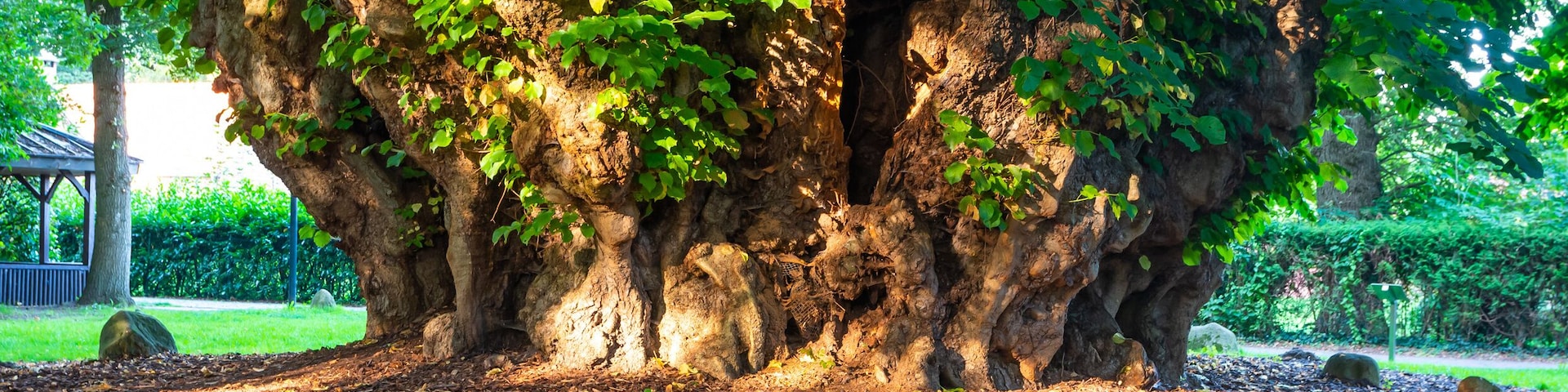 Trunk of Millennial Lime Tree of Heede, Germany
