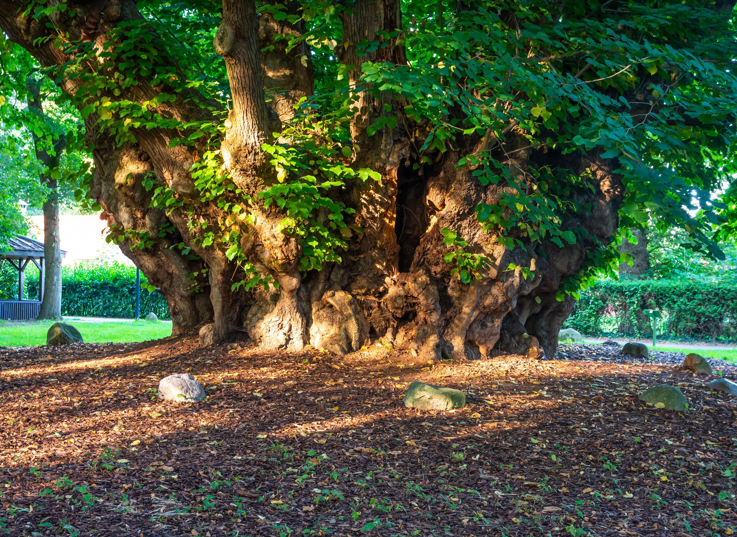 A large tree with a thick trunk and dense foliage in a park.