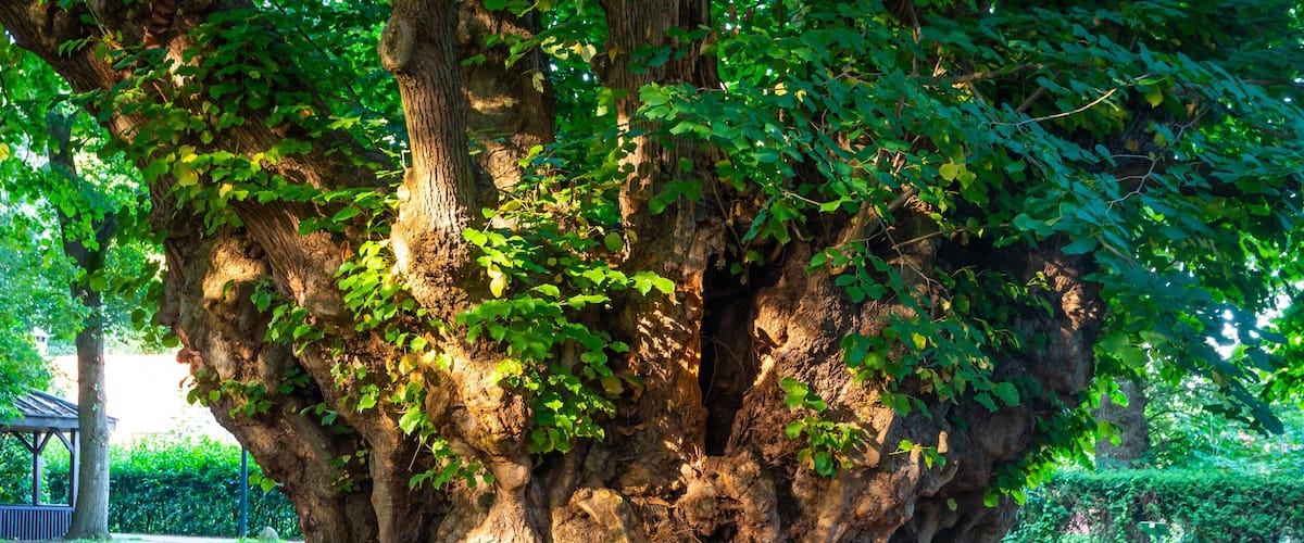 A large tree with a thick trunk and dense foliage in a park.
