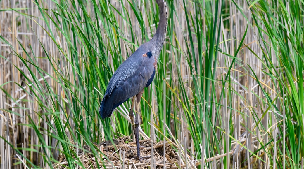 夏厄沃西國家野生動物保護區