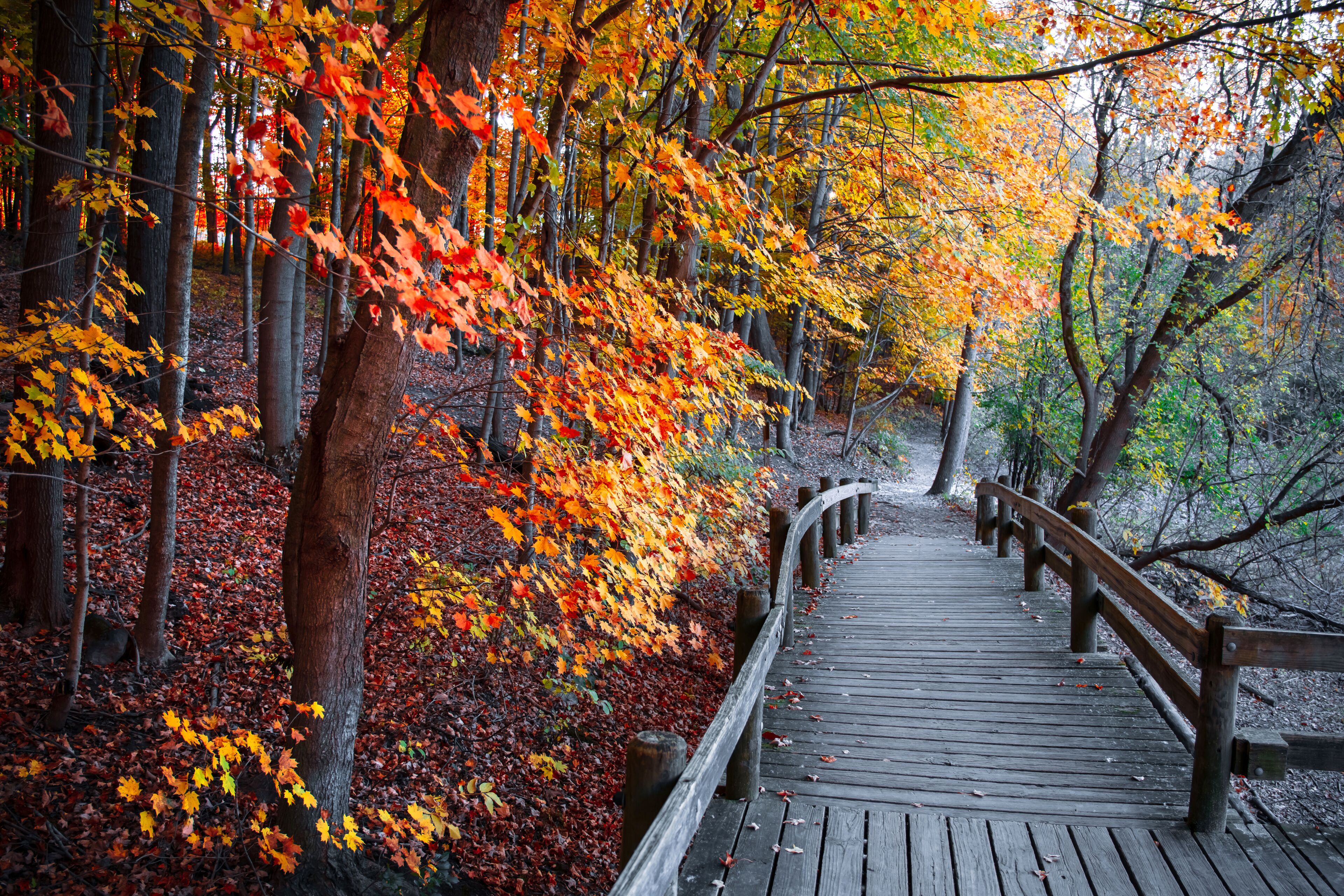 Colorful fall foliage along board walk in Maybury state park, Michigan.