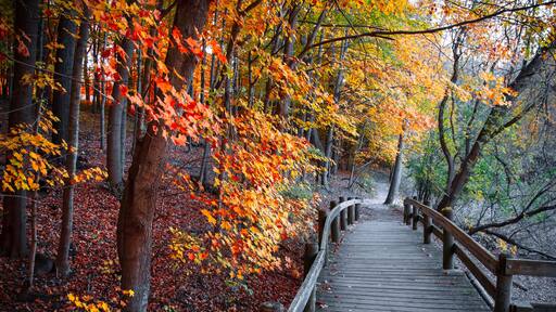 Colorful fall foliage along board walk in Maybury state park, Michigan.