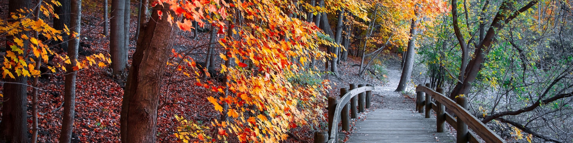 Colorful fall foliage along board walk in Maybury state park, Michigan.