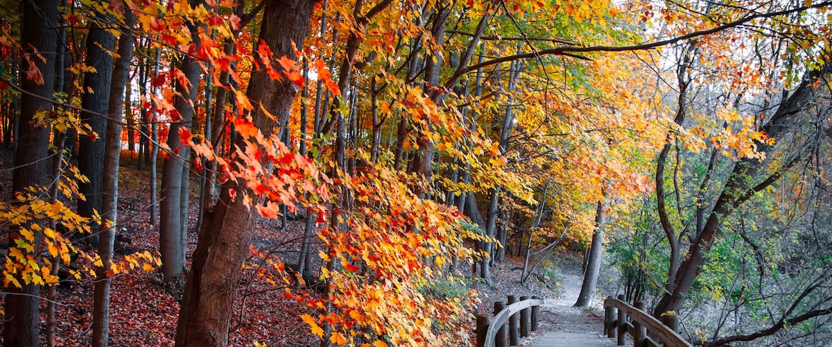 A wooden boardwalk through a forest with autumn-colored leaves.