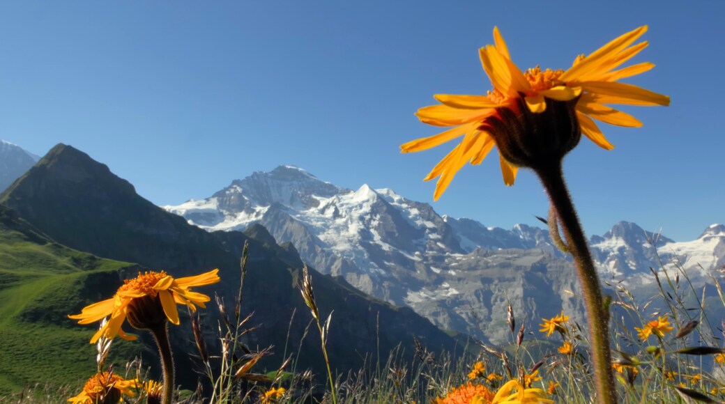 Lauterbrunnen which includes wild flowers, tranquil scenes and mountains