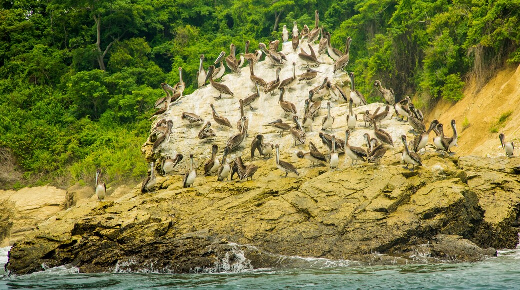 Outdoor view of group of pelicans resting at a rock beach in Pedernales