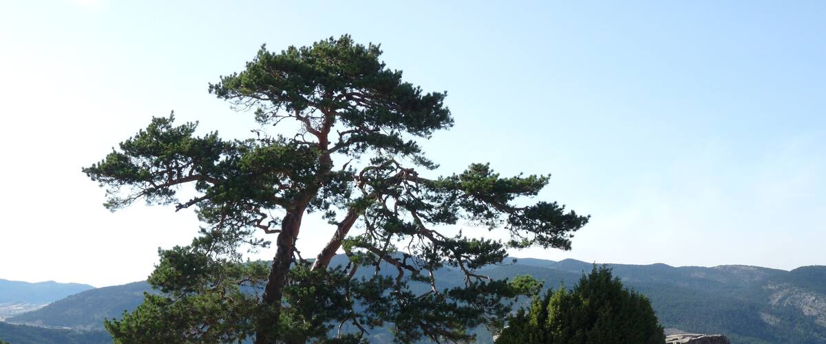 A lone pine tree in a rocky landscape with mountains in the background.