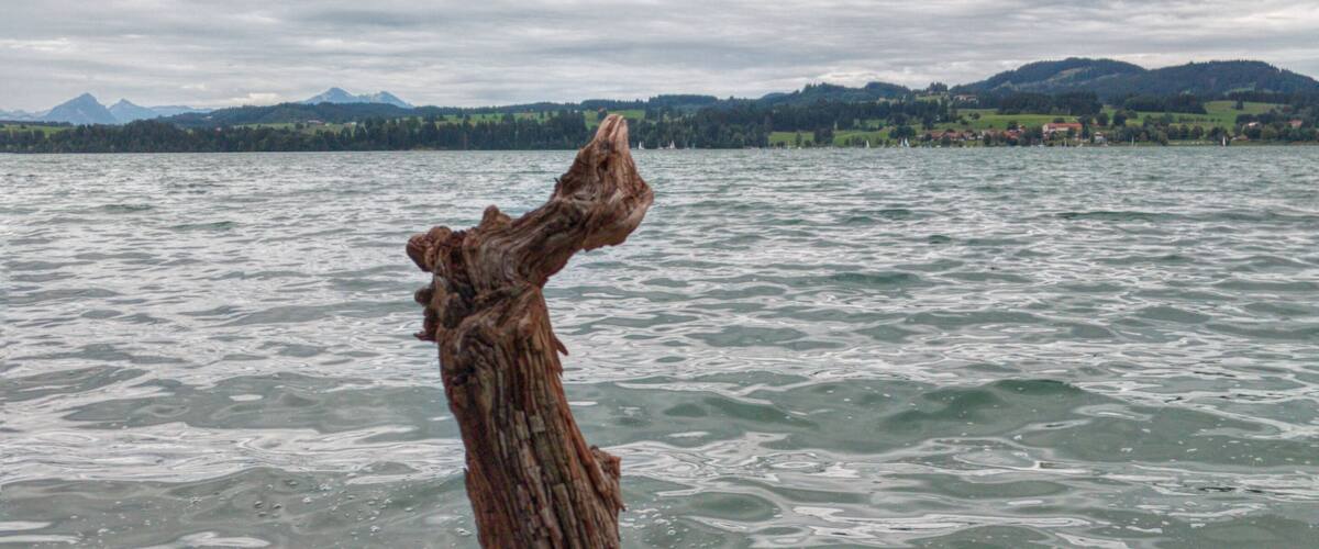 A weathered tree trunk standing upright in a rocky shoreline with a lake and distant mountains in the background.