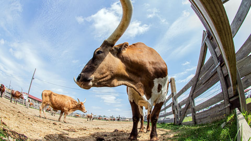 A cow with large horns in a fenced area with other cows.