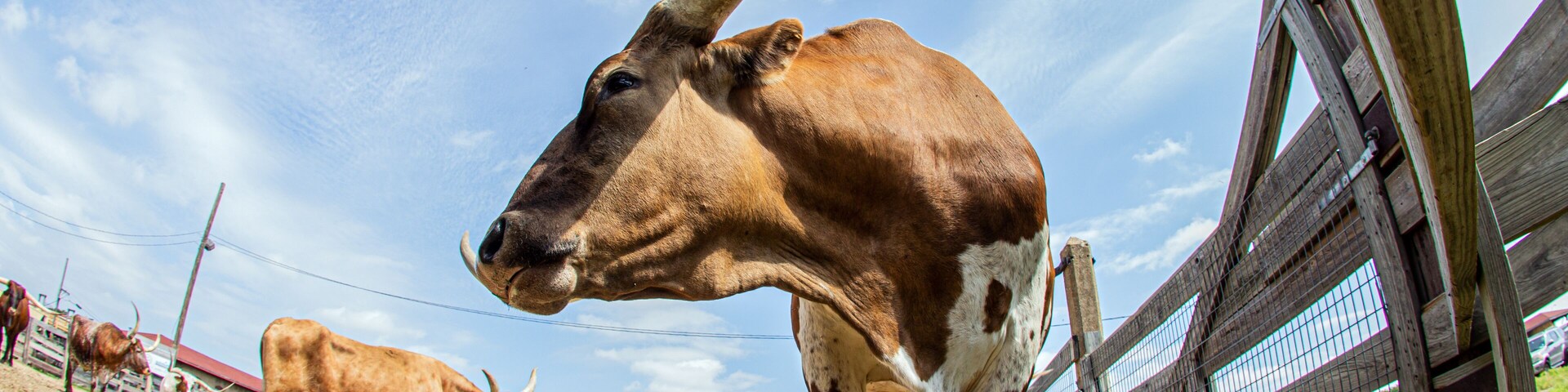 Longhorn at Fort Worth, Texas