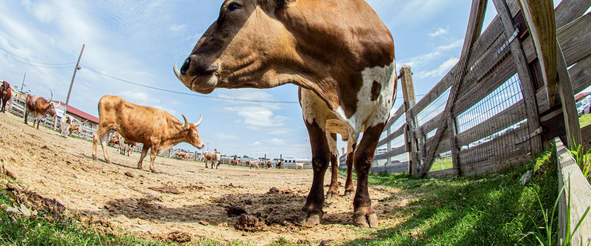A cow with large horns in a fenced area with other cows.