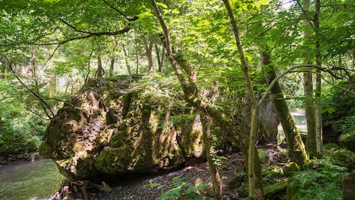 Clifton Gorge State Nature Preserve in Ohio