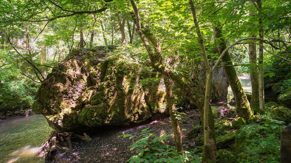 A moss-covered rock in a forested area with a stream.
