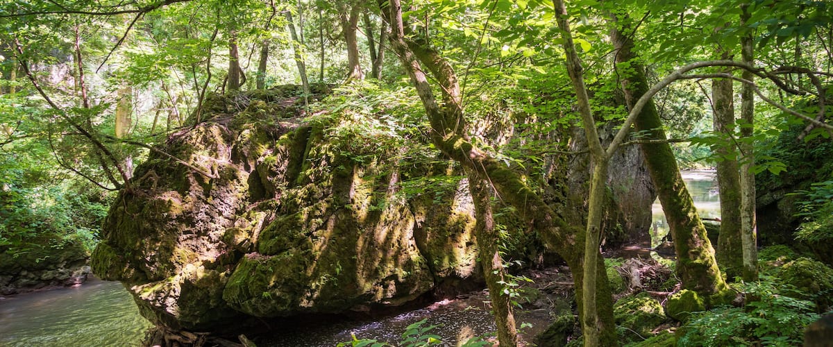 A moss-covered rock in a forested area with a stream.