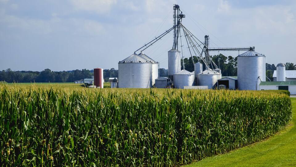 A cornfield with a grain elevator and silos in the background.