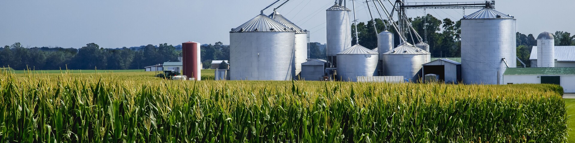 Field of maturing, tasseled corn plants with grain bins and farm structures beyond, near Germantown; Ohio, United States of America