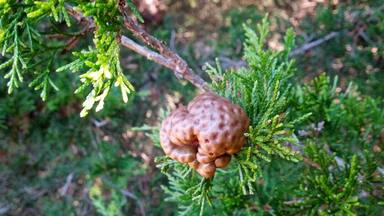 This is the remnants of a gall caused by Cedar-apple rust on the branch of an Eastern Red Cedar (Juniperus virginiana) Now, the gall is just a hard dry gowth on the stem, but when it is actively fruiting, the gall has bright orange gelatinous tentacles spewing forth.