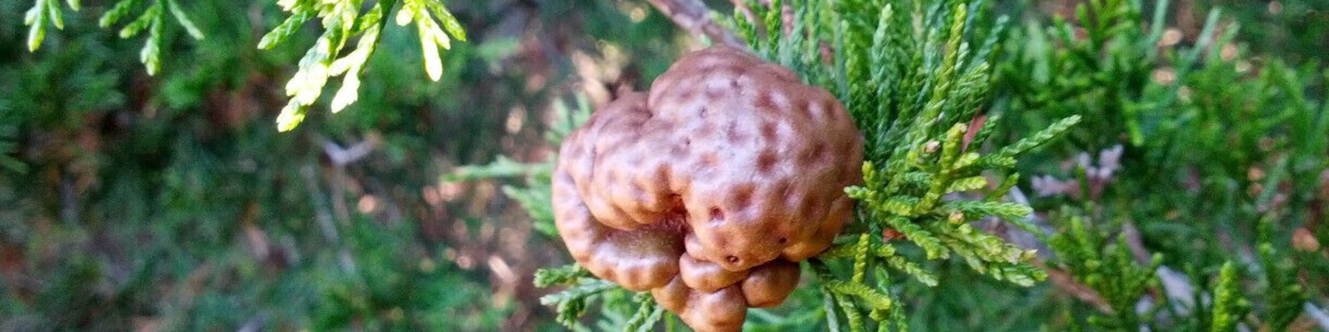 This is the remnants of a gall caused by Cedar-apple rust on the branch of an Eastern Red Cedar (Juniperus virginiana) Now, the gall is just a hard dry gowth on the stem, but when it is actively fruiting, the gall has bright orange gelatinous tentacles spewing forth.