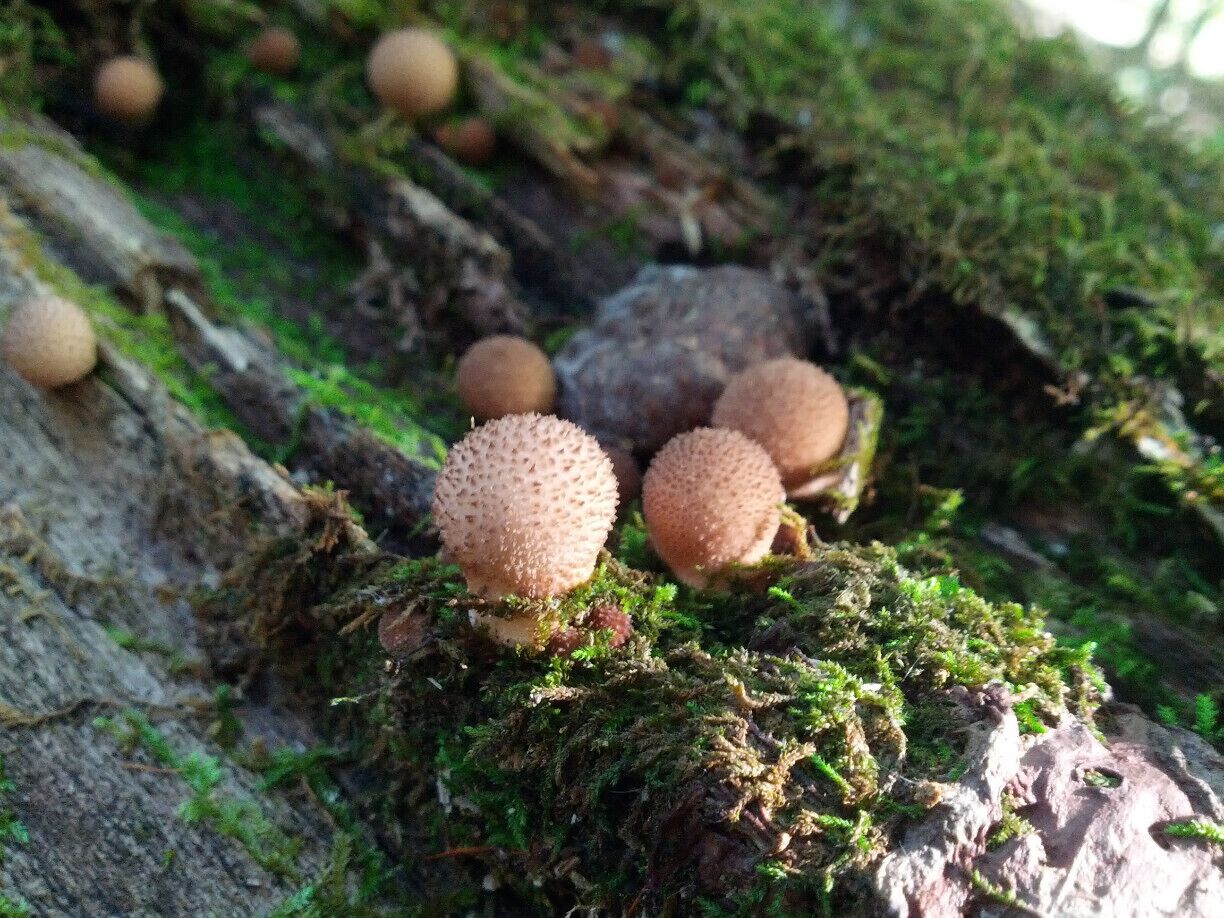 Tiny, tiny mushrooms popping out along a decaying log.